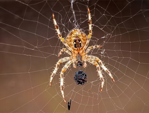 Dedetização de Aranhas na Zona Leste