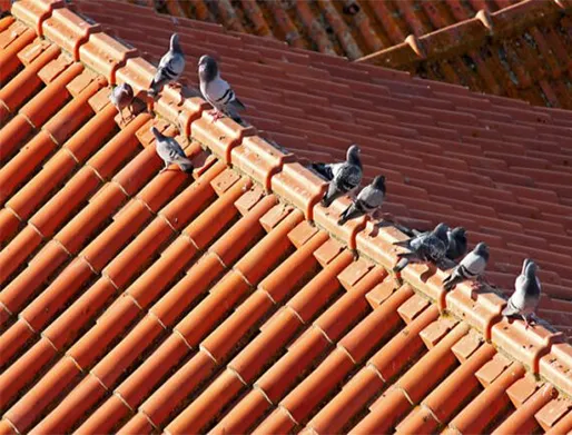 Dedetização de Pombos na Zona Norte